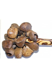 Natural Bali Nut Shaker / Chestnut Shaker / Pangi Seed Shaker 
